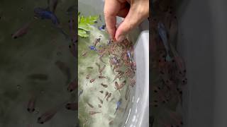 Som dos filhotes de Bettas comendo ração peixebetta reefminuto betta [upl. by Annayt607]