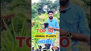 TOP 10 Herbal Plants for Home in Tamil  Terrace Garden [upl. by Ayotahs644]