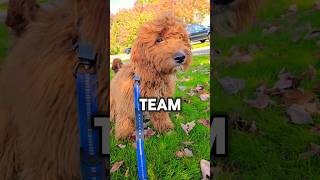 ✨️TEAM ROBLOX OR MINECRAFT PUPPY✨️ shorts puppy dog [upl. by Hoxsie107]