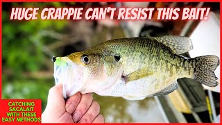 CRAPPIE CANT RESIST THIS LITTLE BAIT SACALAIT FISHING [upl. by Clift]