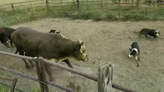 Loading Rank Rodeo Bulls with Satus Eva Brick and Kate [upl. by Beale]