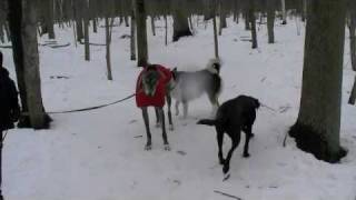 Comportementaliste canin Signaux dapaisement chez le chien [upl. by Minette]