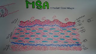 Histology of MediumSized Artery MSA [upl. by Sirrot242]