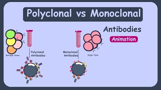 Monoclonal and polyclonal antibodies  polyclonal vs monoclonal antibodies [upl. by Cirad186]