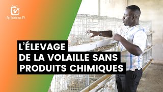 Burkina Faso  L’élevage de la volaille sans produits chimiques [upl. by Oika]