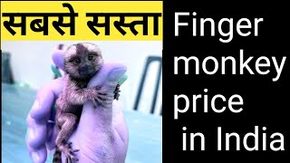 pocket monkey price in India I finger monkey I finger monkey I indiafactsunknown I marmoset monkey [upl. by Ela]