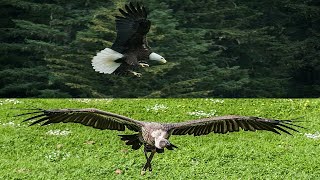 eagle and vulture [upl. by Piselli378]