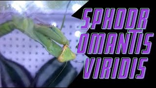 o SPHODROMANTIS VIRIDIS słów kilka [upl. by Garrity]