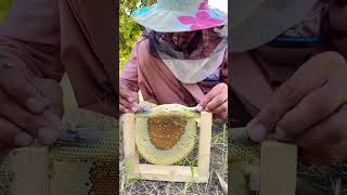 Small bee farming started چھوٹی مکھی کی فارمنگ شروع [upl. by Lyndsie]