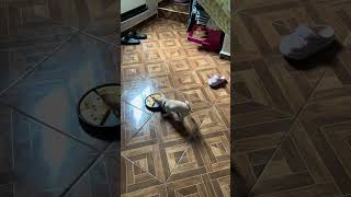 Playful Dog Steals Plate of Food  1509971 [upl. by Notwen]