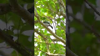 Bluethroated beeeater 蓝喉蜂虎 birds sonysingapore nature [upl. by Stelmach]