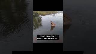 Como um crocodilo marca seu território shorts [upl. by Eirbua1]