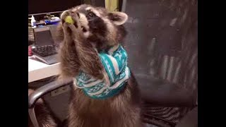 Raccoon Catches Grapes  ViralHog [upl. by Anilys]