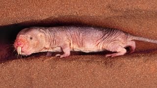 Researchers Figure Out Why Mole Rats Dont Get Cancer [upl. by Eimmac692]