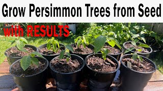 Grow American Persimmon Trees From Seed [upl. by Boothman793]