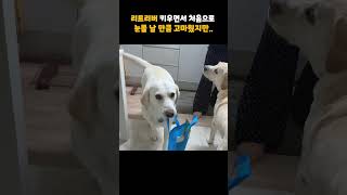 리트리버 키우면서 처음으로 눈물 날 뻔했는데 😭 [upl. by Abshier]