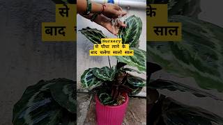 😱अब नहीं मरेगा पौधा नर्सरी से लाने के बाद✅ nursery gardeningtips homegardening plantsviralvideo [upl. by Mcmillan275]