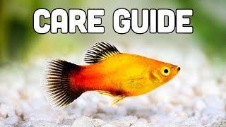 Platy Fish Care Guide aka My Favorite Livebearer for Beginners [upl. by Homere]