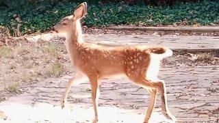 ✨Deer Prancing✨ full videounedited [upl. by Ledua674]