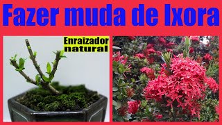 COMO FAZER MUDA DE EQUISÓRIA POR ESTAQUIA USANDO ENRAIZADOR NATURAL Multiplique por galhos [upl. by Ranit]