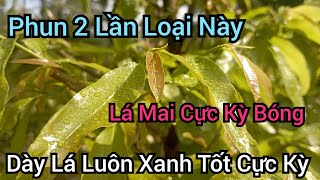 Nên phun 2 lần loại này lá mai bóng mướt dày xanh tốt quanh năm [upl. by Ecirtnahc]