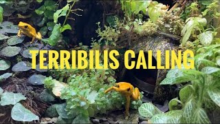 Phyllobates TerribilisDart FrogCalling and Courting [upl. by Htidirrem493]