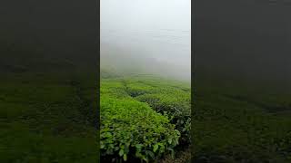 Kerala tea estate kerala tea nature youtube explorepage explore trip travel love [upl. by Nochur]