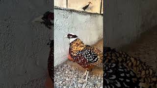 new revees pheasant 😍🥰pheasant sviralreels ant [upl. by Nereus]