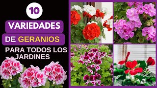 🌿 Top 10 Variedades de Geranios para Jardines de Todos los Tamaños 🌸  El Jardín de Anny geranios [upl. by Loar]