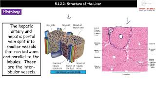 A Level Biology  5122  Structure of the Liver [upl. by Narmak]