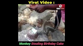 Viral Video of Monkey Stealing Birthday Cake [upl. by Bello813]