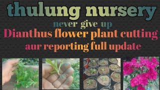 Dianthus flower plant cutting aur reporting full update 🌷🌿🌷🌿🌷 plants plantlover thulungnursery [upl. by Sanbo757]