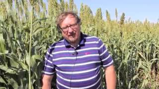 Exploring the Potential of Sorghum in Southern Alberta [upl. by Getter]