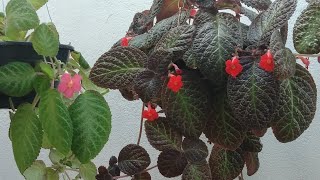 Lacinhos de amor estão um verdadeiro Tapete de Rainha EPISCIA PLANTA DE SOMBRA [upl. by Dry25]