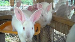 Raising New Zealand White Meat Rabbits From Start to Finish 6 Weeks Old [upl. by Tichon]