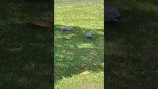 Galahs At Rhodes Flimed on March 9th 2024 [upl. by Esor]