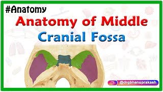 Anatomy of Middle cranial Fossa [upl. by Ellersick115]