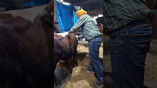 Pt 2 Bleeding Bull veterinarymedicine veterinarian animals cow gaushala animallover jeevdaya [upl. by Blen]