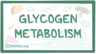 Glycogen metabolism [upl. by Ahcorb]