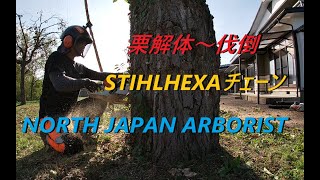 745栗を解体する 2 STIHL HEXA Saw Chain [upl. by Telfer]