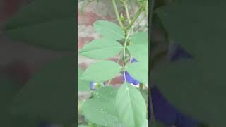 aparajita ka phool aprajita phool ki chai  aprajita ka plant ytshort [upl. by Dabbs]