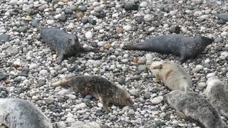 2024 Pupping Season  No seal pups  3rd September [upl. by Verneuil75]