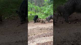 Boar Wild in Ukrainesurvivalskillsanywhere wilwildlifewild nature outdoorcooking asmr roasted [upl. by Asirram]