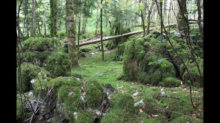 Vestiges de Dolmens à Alaise Part 2 [upl. by Jayne371]