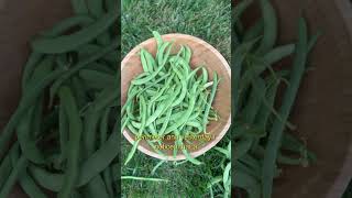 Amazing Tomatillo Cucumber and Green Bean Harvest in my backyard [upl. by Ennaeirrac702]