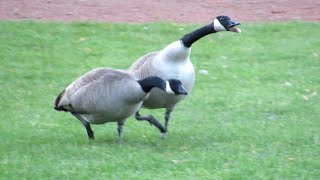 Canada Geese FIGHTING amp HONKING Loud [upl. by Ekeiram]