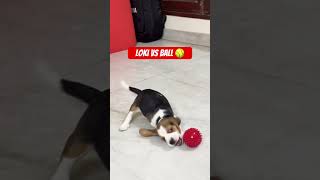 Puppy sees ball for the first time beagle puppy [upl. by Herrod]