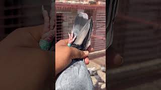 Madrasi kabootar😱 kabootar pigeon jamnapar kabootarbazi [upl. by Mauri28]