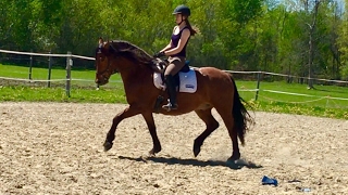 First Dressage Test Ride  Second Level  Canadian Horse [upl. by Issi]