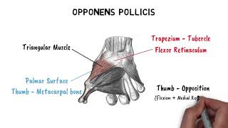 THENAR amp HYPOTHENAR MUSCLES [upl. by Zeuqram715]